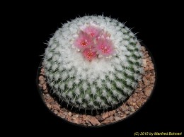 Epithelantha micromeris 1635